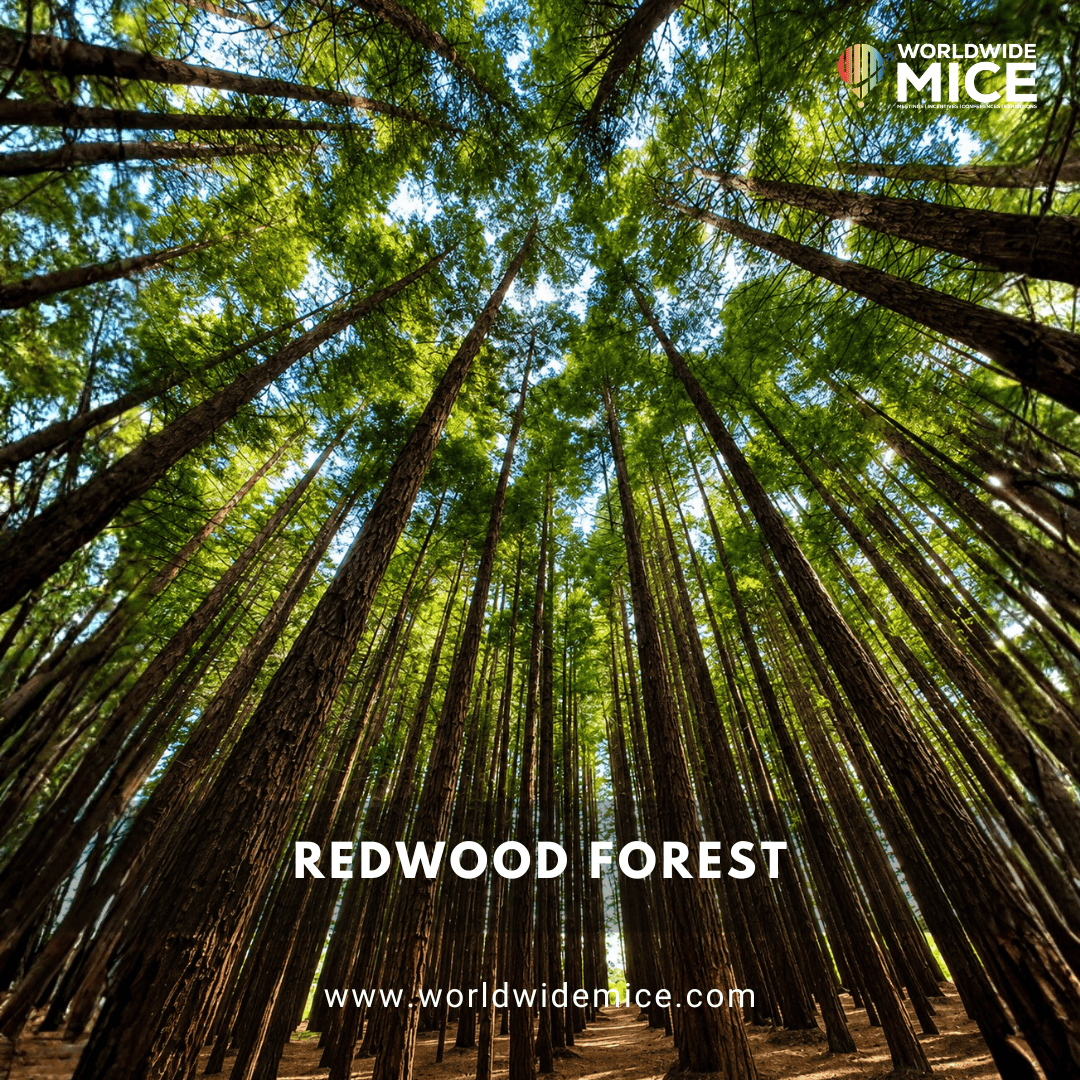 Warburton Redwood Forest